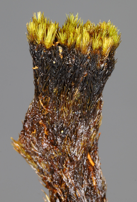 Dicranum groenlandicum